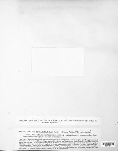 Sclerotinia sulcata image